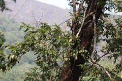 Terminalia paniculata
